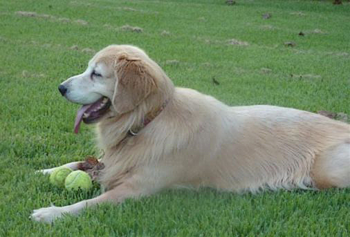 Bella guarding her balls