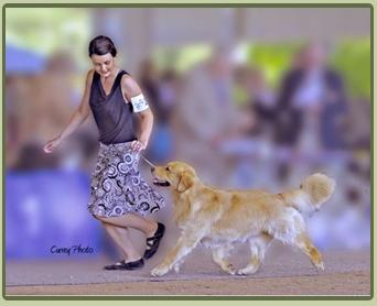 "Levi" CH Windjammer Goldens Tight Fitting Jeans RN Owned and loved by Karen Harman - (Showing here with Maxie Bowen)