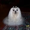 Charming goldens-  Precious -  Our maltese - 18 yrs