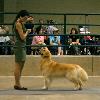 CH Windjammer Goldens Tight Fitting Jeans RN_Photo credit to Glenn Fuqua