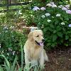 Levi in Flowers